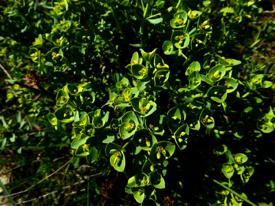 Euphorbia segetalis subsp. portlandica (L.) Litard., 1936