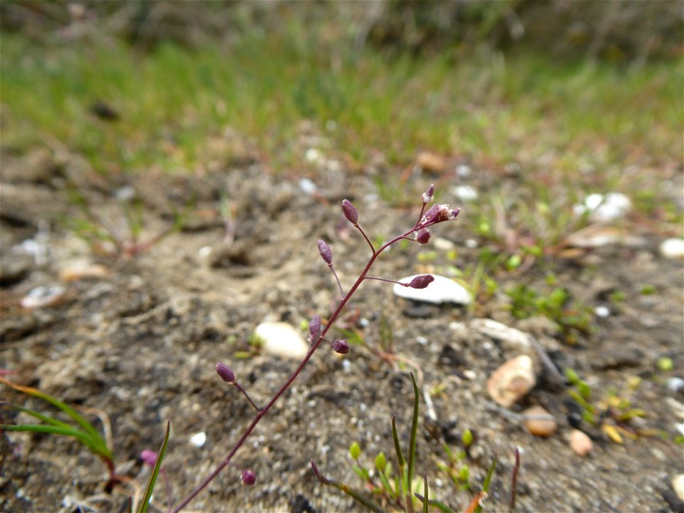Hornungia procumbens (L.) Hayek, 1925