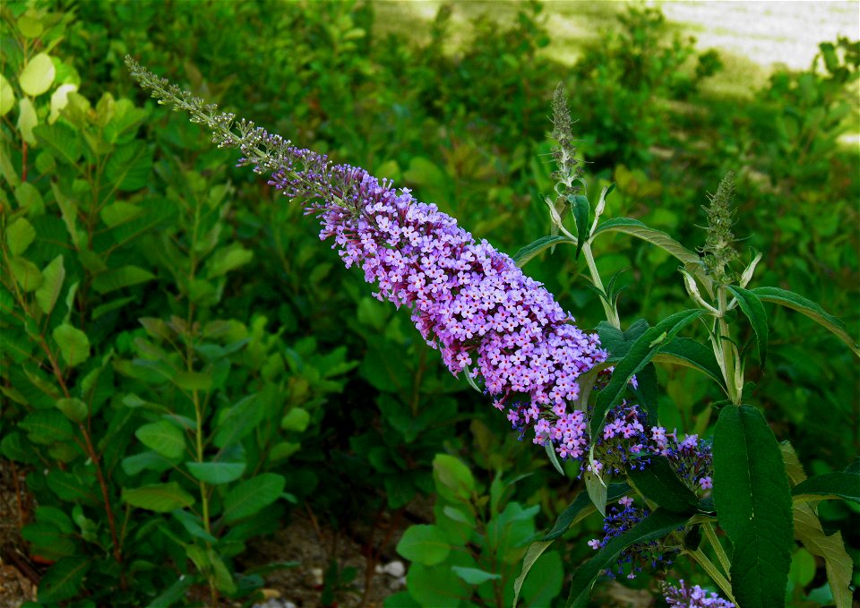 004543 - Flor