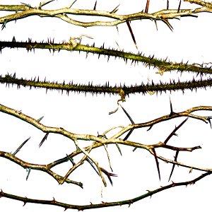 Examples of invasive thorns photo
