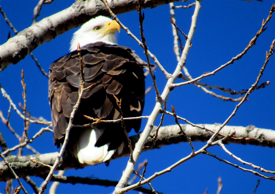 Bald Eagle photo