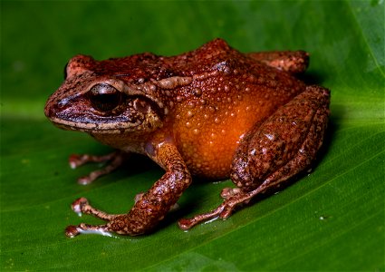 pristimantis-anolirex--santander-robber-frog_51536572430_o