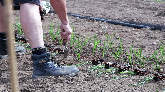 Planting a field trial of wheat genetically modified (GM) to accumulate higher amounts of iron in the grain