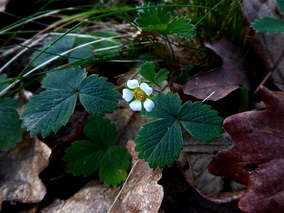 Potentilla sterilis (L.) Garcke, 1856