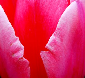 Getting Up Close and Personal With a Tulip! photo