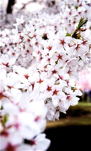 Cherry blossom