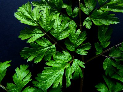 Anthriscus sylvestris (L.) Hoffm., 1814