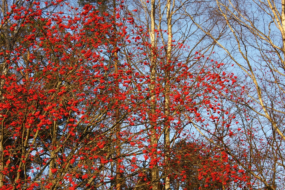 red berries in bush