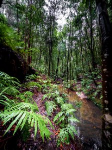 Birdwood Gully (Springwood) - The Blue Mountains Australia