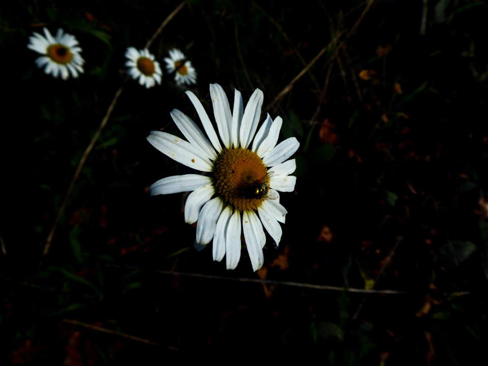 Leucanthemum vulgare Lam., 1779