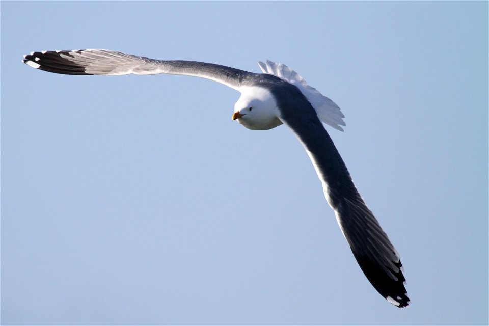 Probable Lesser Black-backed Gull x Herring Gull Hybrid