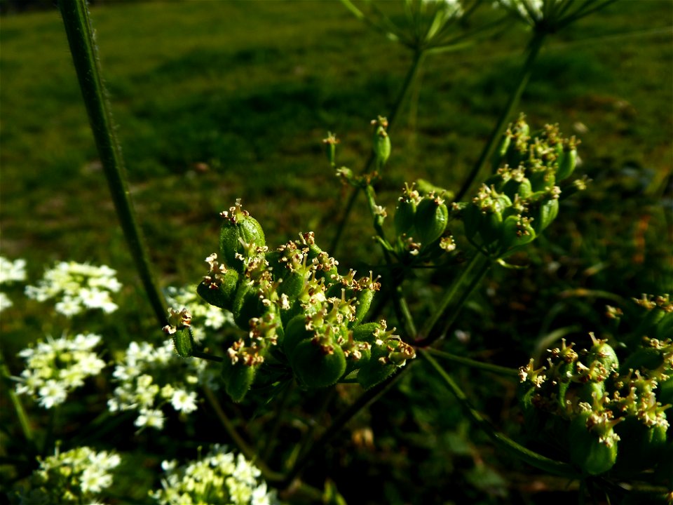 Heracleum sphondylium L., 1753