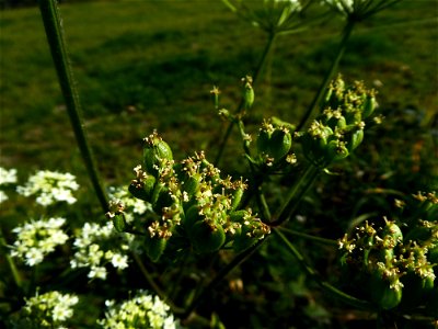 Heracleum sphondylium L., 1753