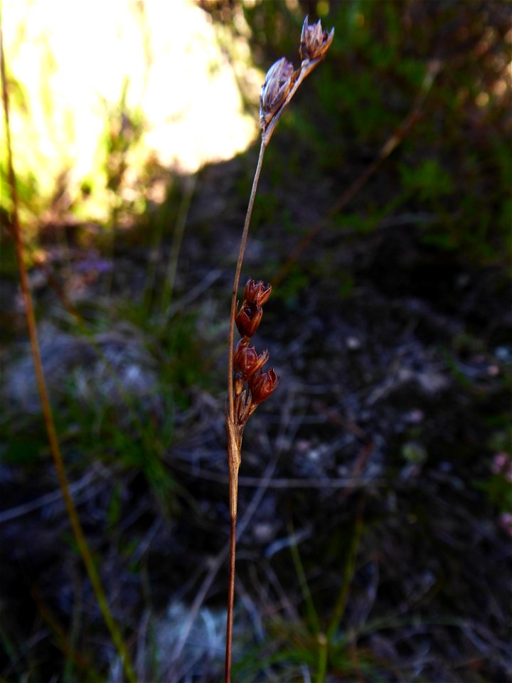 Juncus squarrosus L., 1753