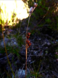 Juncus squarrosus L., 1753