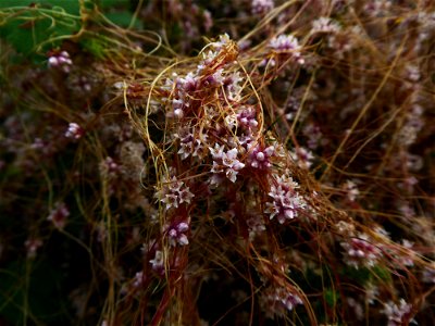 Cuscuta epithymum (L.) L., 1774