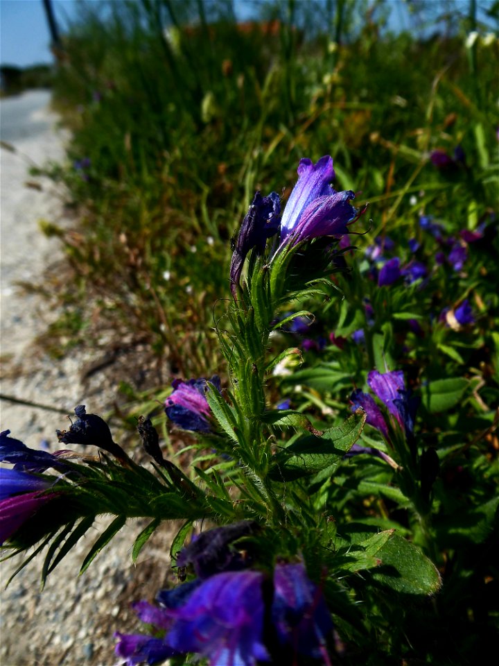 Echium rosulatum Lange, 1855
