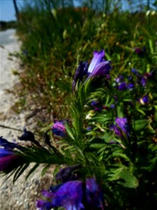 Echium rosulatum Lange, 1855