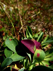 Limonium auriculae-ursifolium (Pourr.) Druce, 1928