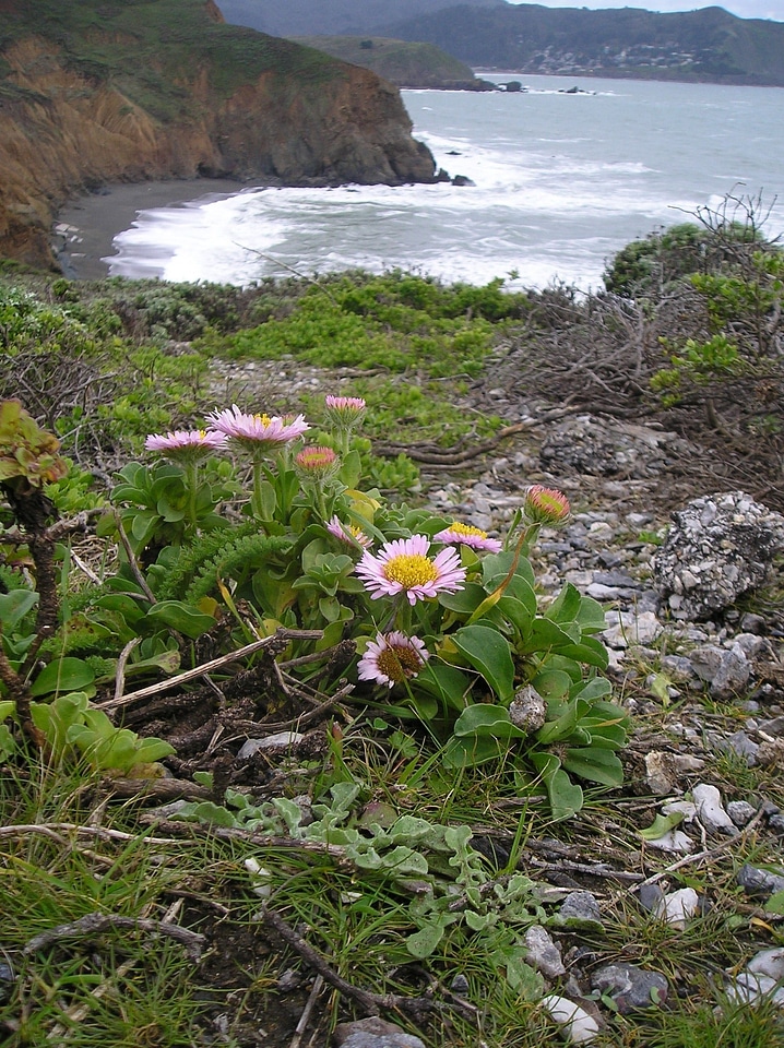 Mori Point wildlfowers