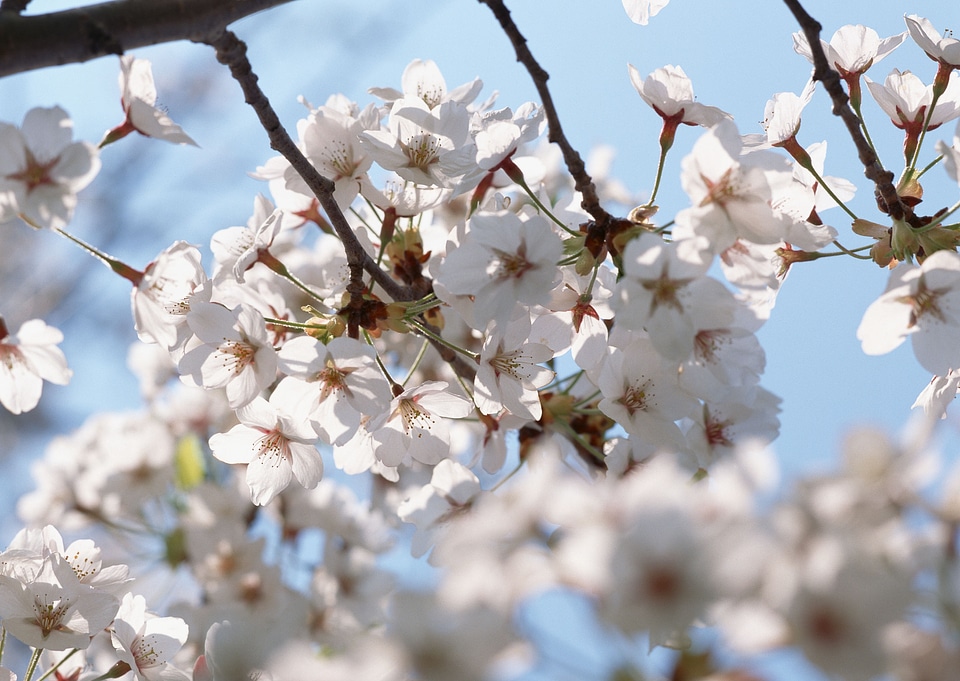 Sakura spring blossoms