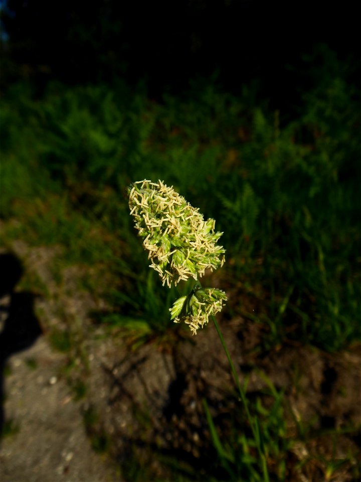 Dactylis glomerata L., 1753