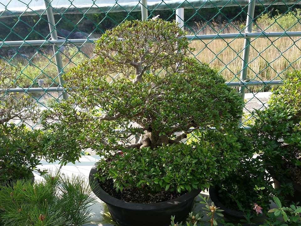 Advanced Japanese bonsai