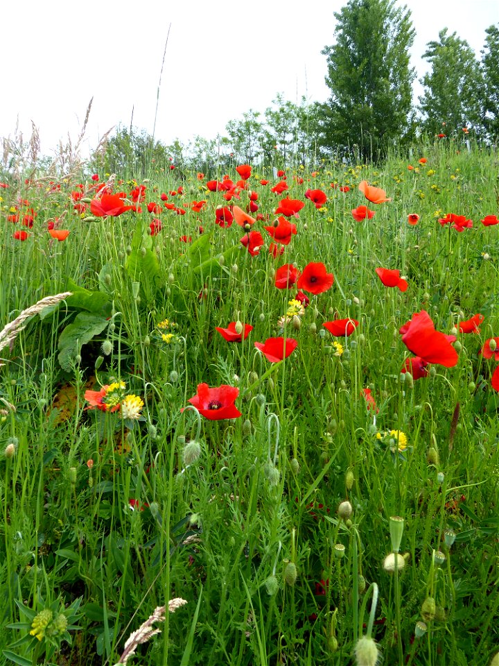 Papaver rhoeas L., 1753
