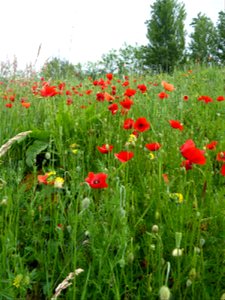 Papaver rhoeas L., 1753