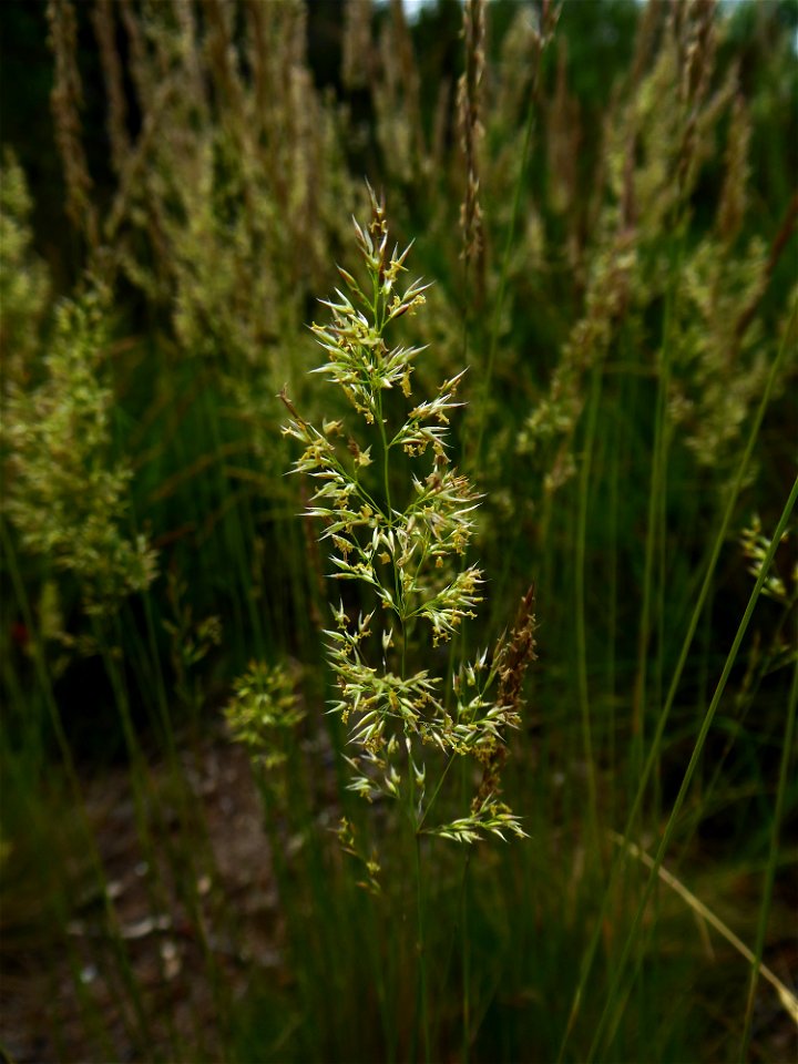 Agrostis curtisii Kerguélen, 1976
