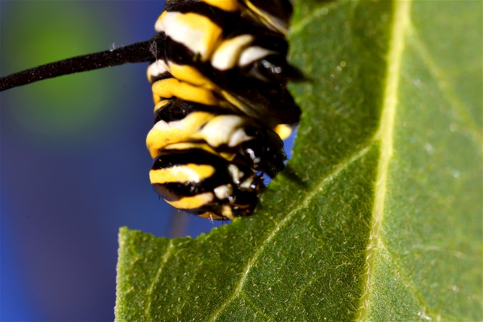 Monarch eating (1 of 2)