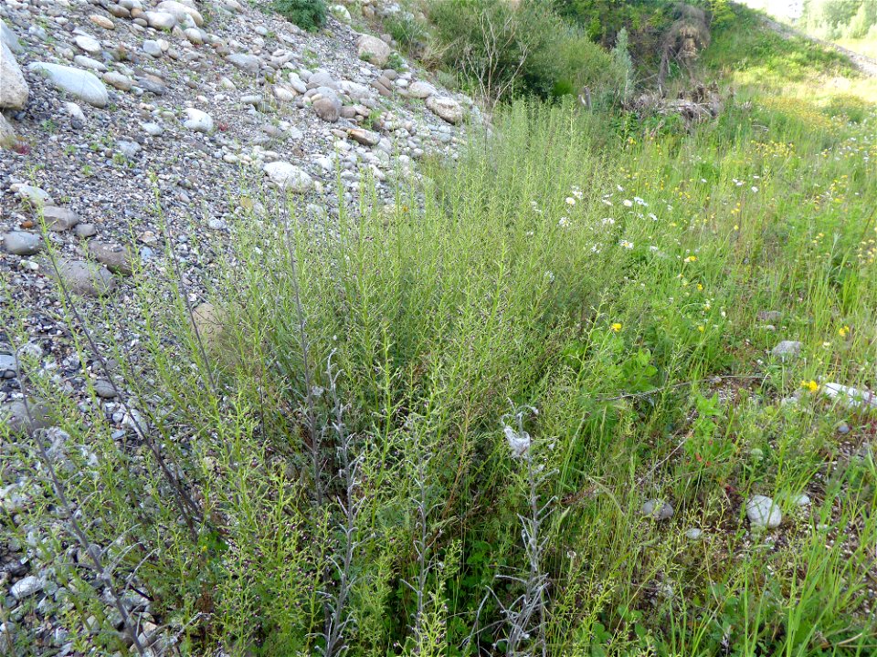 Scrophularia canina subsp. canina L., 1753