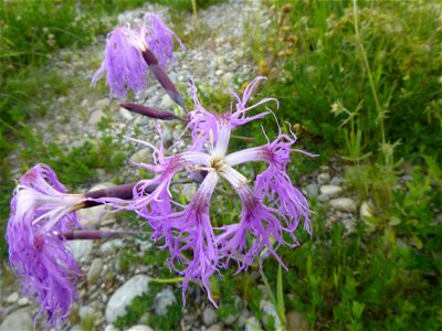 Dianthus superbus L., 1755