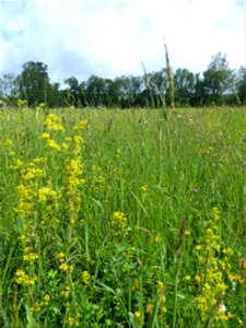 Prairie mésohygrophile remarquable