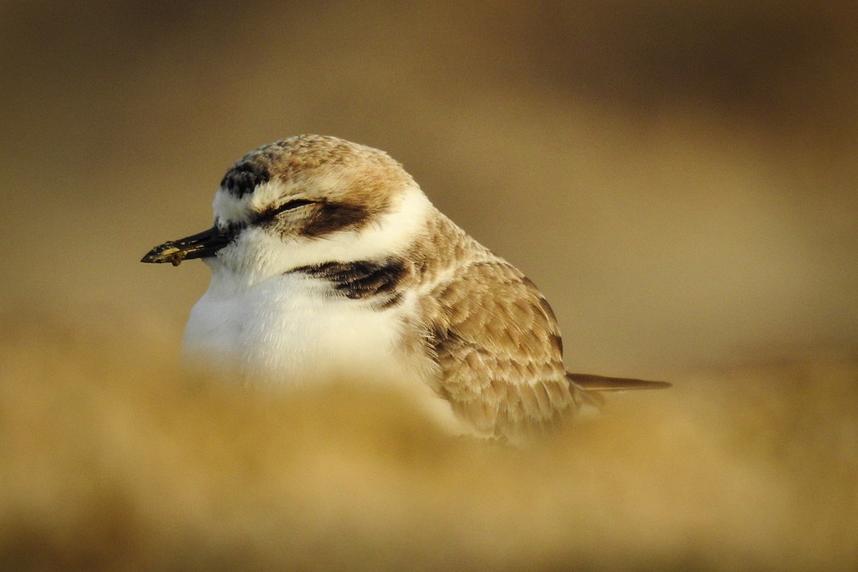 A western snowy plover