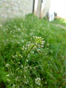 Calepina irregularis (Asso) Thell., 1905