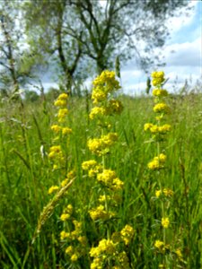 Galium verum L., 1753