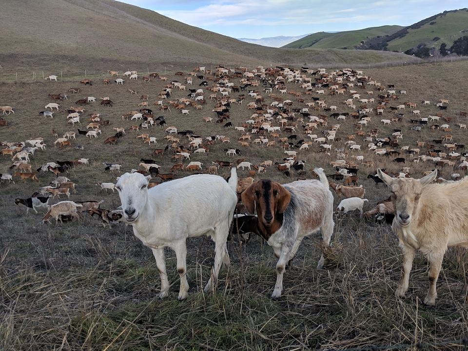 GOAT mowers at the Fort Ord National Monument