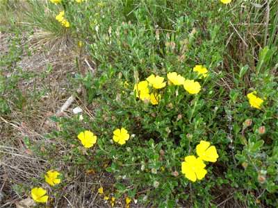Cistus lasianthus subsp. alyssoides (Lam.) Demoly, 2006