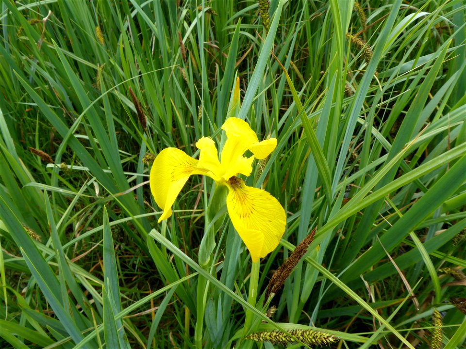 Iris pseudacorus L., 1753
