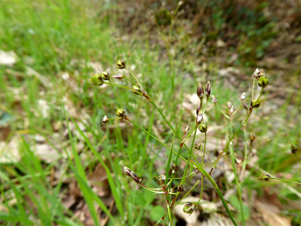 Luzula pilosa (L.) Willd., 1809