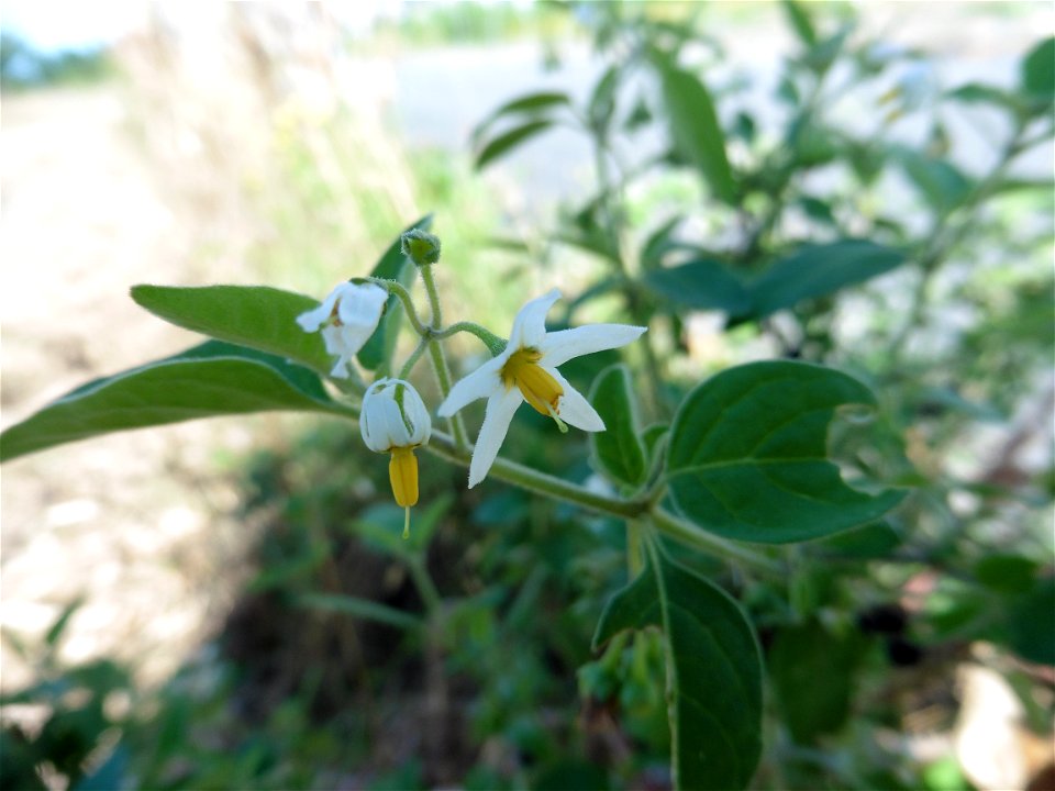 Solanum chenopodioides Lam., 1794