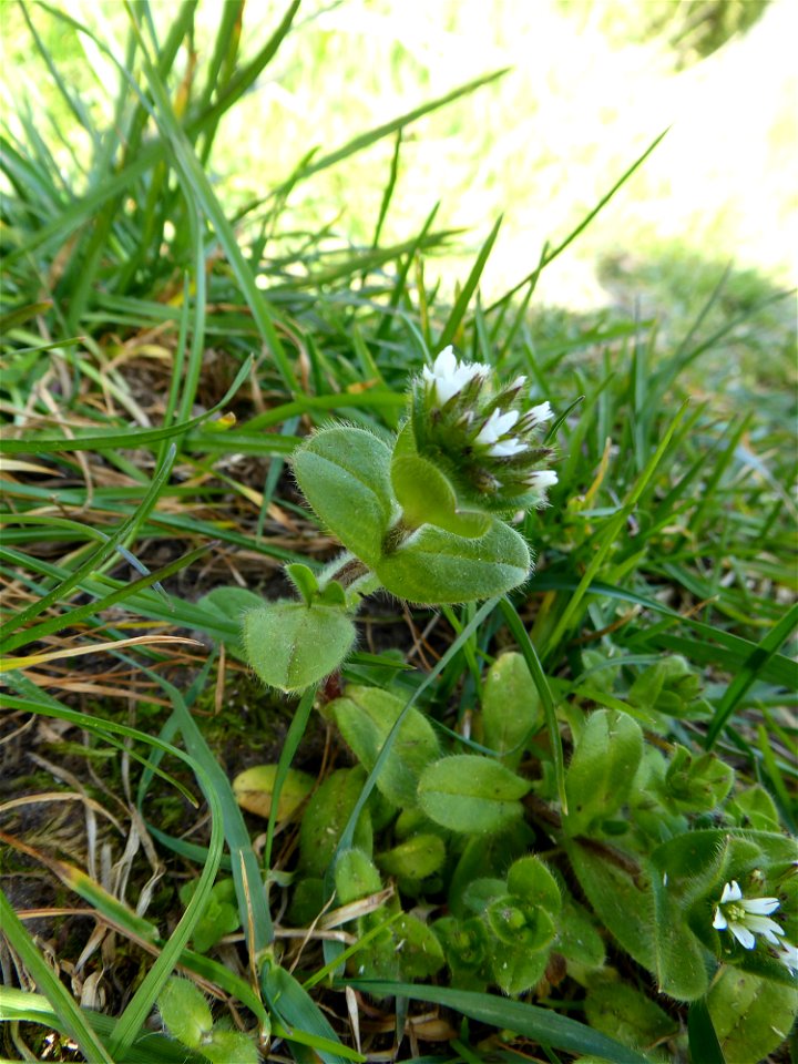 Cerastium glomeratum Thuill., 1799