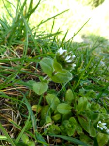 Cerastium glomeratum Thuill., 1799