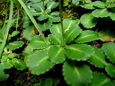 Saxifraga umbrosa L., 1762 photo