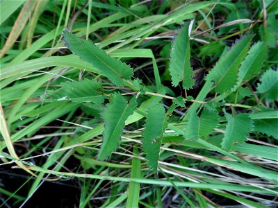 Sanguisorba officinalis L., 1753