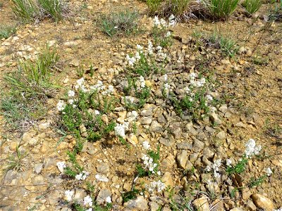 Galium boreale L., 1753