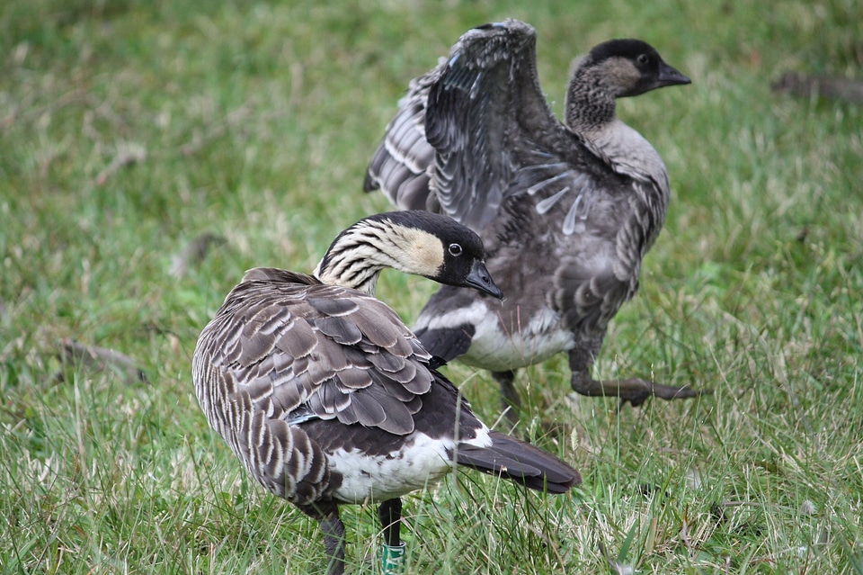 Father goose stands