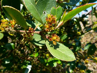 Rhamnus alaternus L., 1753