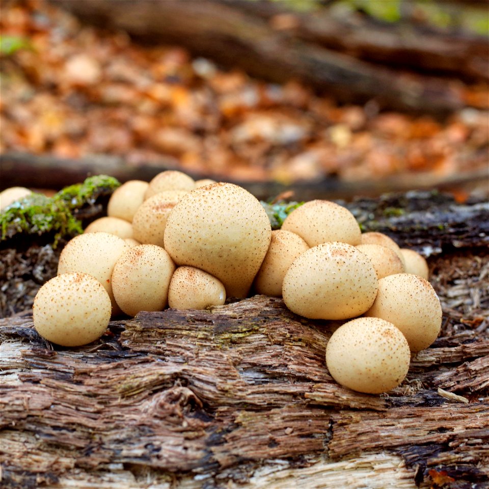 Stump Puffball - Lycoperdon Pyriforme
